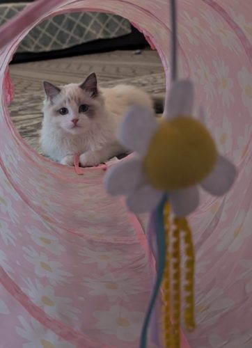 632a89e5-67a5-43de-8e3f-80d666285d21-1 all 3856