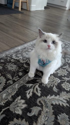 632a89e5-67a5-43de-8e3f-80d666285d21-1 all 3891