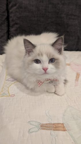 632a89e5-67a5-43de-8e3f-80d666285d21-1 all 4102