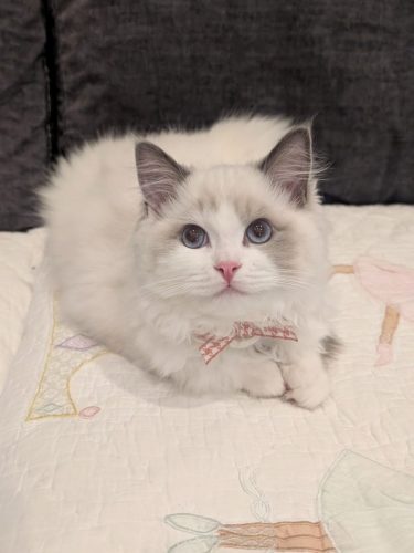 632a89e5-67a5-43de-8e3f-80d666285d21-1 all 4104