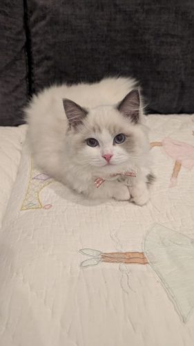 632a89e5-67a5-43de-8e3f-80d666285d21-1 all 4105