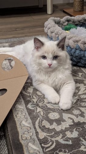 632a89e5-67a5-43de-8e3f-80d666285d21-1 all 4115