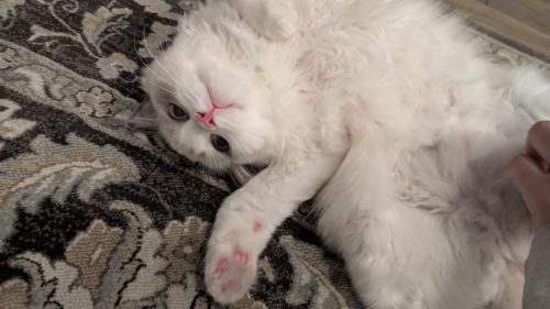 632a89e5-67a5-43de-8e3f-80d666285d21-1 all 4121