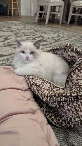 632a89e5-67a5-43de-8e3f-80d666285d21-1 all 4126