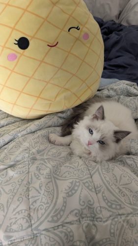 632a89e5-67a5-43de-8e3f-80d666285d21-1 all 4200