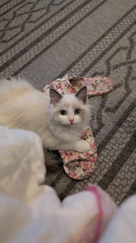 632a89e5-67a5-43de-8e3f-80d666285d21-1 all 438