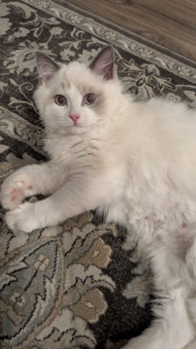 632a89e5-67a5-43de-8e3f-80d666285d21-1 all 443