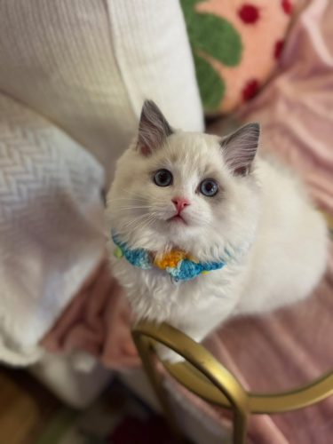 632a89e5-67a5-43de-8e3f-80d666285d21-1 all 4430