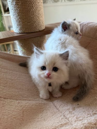 632a89e5-67a5-43de-8e3f-80d666285d21-1 all 447