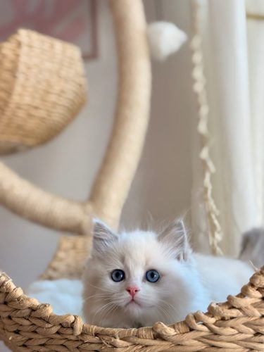 632a89e5-67a5-43de-8e3f-80d666285d21-1 all 4535