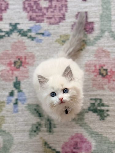 632a89e5-67a5-43de-8e3f-80d666285d21-1 all 4537