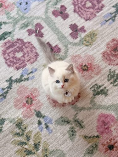 632a89e5-67a5-43de-8e3f-80d666285d21-1 all 4540