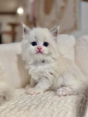 632a89e5-67a5-43de-8e3f-80d666285d21-1 all 4611