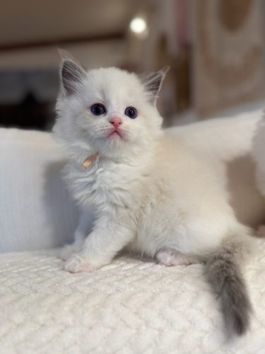 632a89e5-67a5-43de-8e3f-80d666285d21-1 all 4612