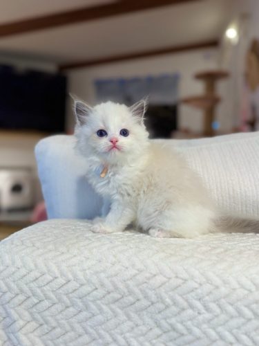 632a89e5-67a5-43de-8e3f-80d666285d21-1 all 4615