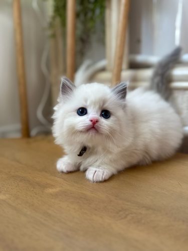 632a89e5-67a5-43de-8e3f-80d666285d21-1 all 4618