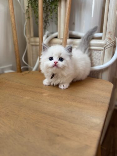 632a89e5-67a5-43de-8e3f-80d666285d21-1 all 4619