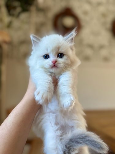 632a89e5-67a5-43de-8e3f-80d666285d21-1 all 4620