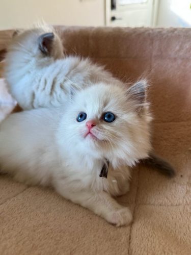 632a89e5-67a5-43de-8e3f-80d666285d21-1 all 4622